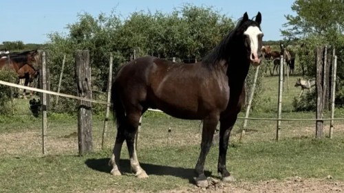 Potro picazo entrepesado destacado