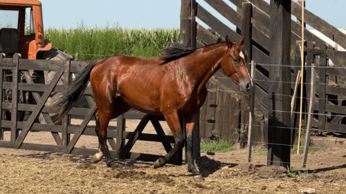 Potro zaino colorado deportivo para domar
