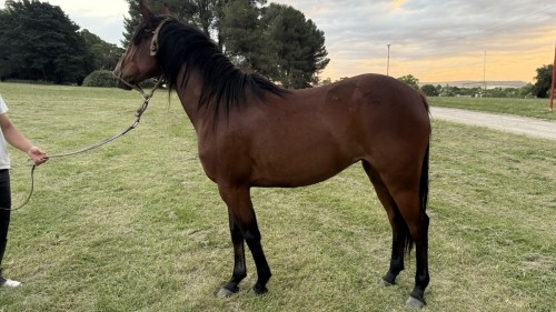 Potranca zaina colorado cabos negros muy mansa