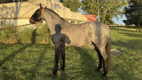 Caballo moro destacado completo y destacado