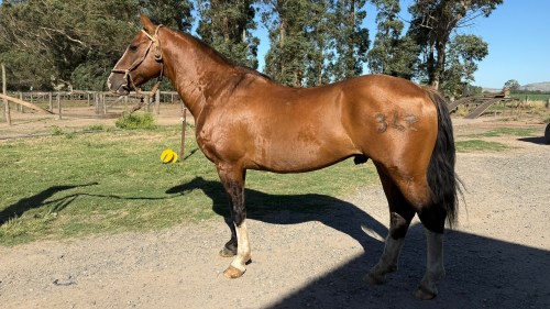 Caballo criollo registrado Agenciado Niebla