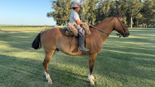 Caballo gateado adulto manso escuela