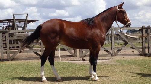 Yegua destacada mansa escuela zaina colorada nivel 0 de equitación