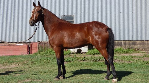 Caballo Zaino Colorado manso escuela destacado