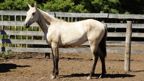 Potranca deportiva baya cabos negros