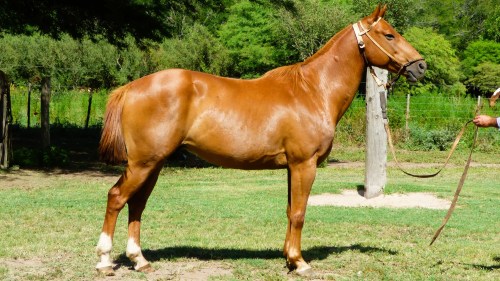 Caballo alazan manso escuela cruza cuarto de milla de trabajo