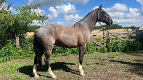 Caballo Moro Manso garantido escuela
