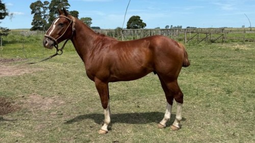 Caballo alazan nuevo de doma manso