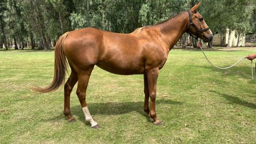 Yegua Alazana mestiza escuela