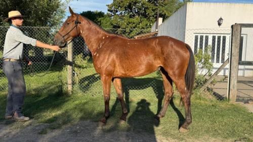 Yegua pintada muy mansa ideal para fines deportivos