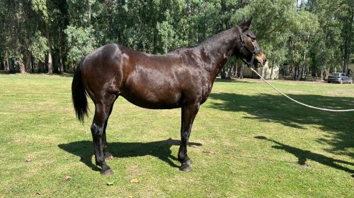 Yegua zaina mansa escuela