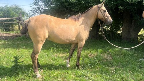 Caballo Gateado manso de andar y de trabajo