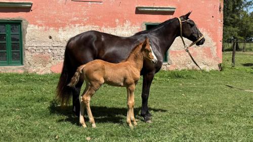 Yegua oscura ideal para madrina con potrillo