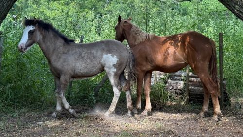 Potrancas lobuna overa y alazana