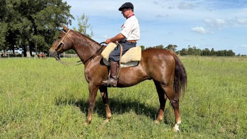 Caballo Tostado polero jugador muy manso
