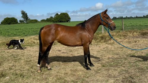 Yegua zaina de andar  súper mansa y funcional