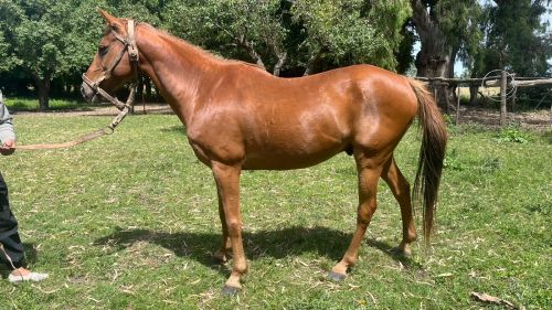 Caballo alazán mestizo manso escuela