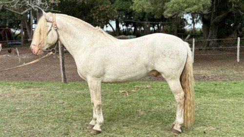 Destacado Padrillo Criollo Puro Inscripto Mercachifle Montonero