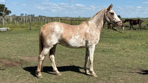 Yegua Overa Gateada 5 años muy mansa y funcional