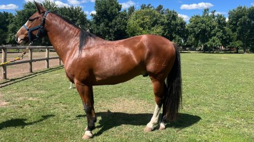 Criollo manso puro inscripto “DEL PADRE CACIQUE 4”