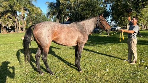 Yegua rosilla mansa escuela