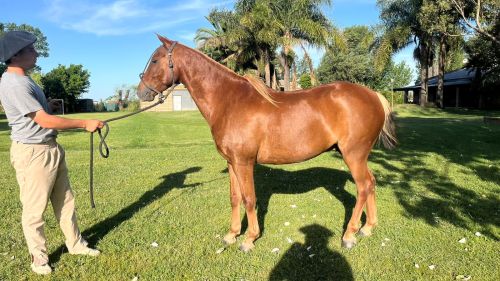 Petiso ideal para chicos que quieran iniciar algún deporte