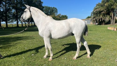 Caballo Tordillo Entrepesado funcional