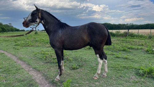 Caballo overo nuevo de doma manso