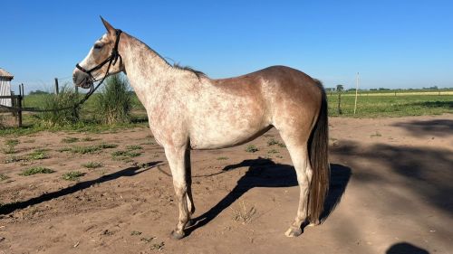 Yegua overa mansa escuela 