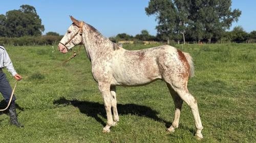 Caballo overo colorado manso garantido y funcional