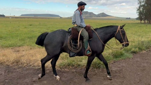 Caballo moro destacado completo y garantido