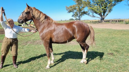 Yegua Tobiana Alazana