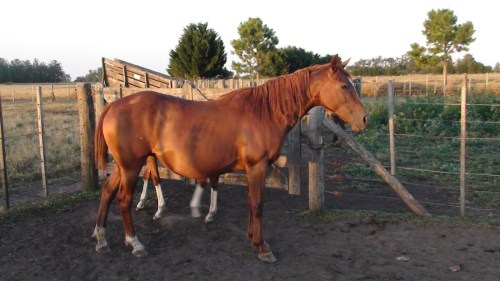 Yegua alazana SPC sin papeles de registro  con cría