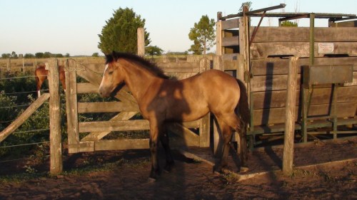 Yegua tostada pura de polo sin registro con cria