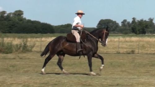 Caballo zaino mestizo de 6 años