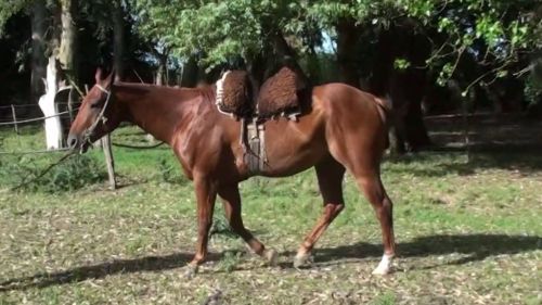 Caballo alazan cuarto de milla puro línea trabajo  sin registro