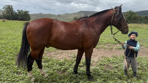 Caballo colorado criollo puro sin registro