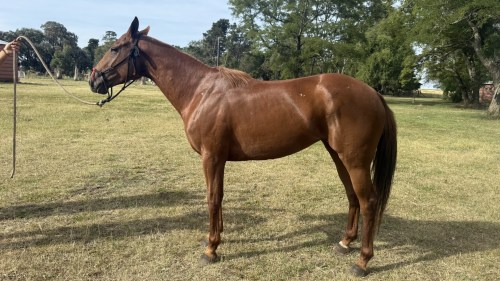 Yegua tostada mansa y funcional