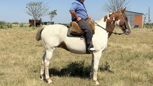 Caballo tobiano alazan manso y hecho en el campo