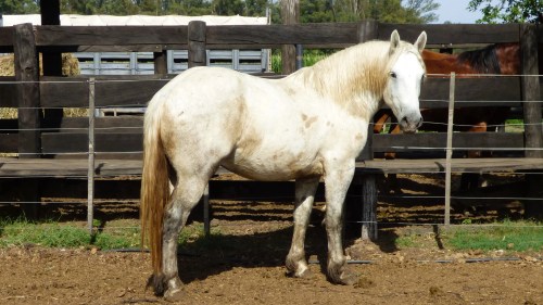 Potro percheron para entrar en doma