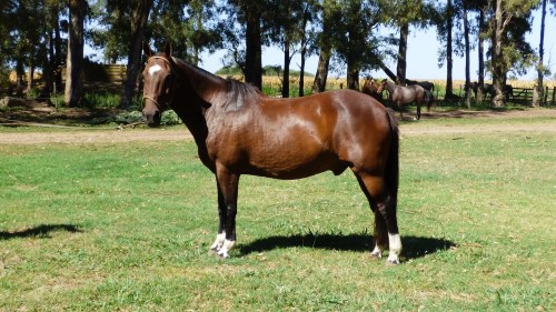 Caballo criollo zaino colorado manso escuela y funcional