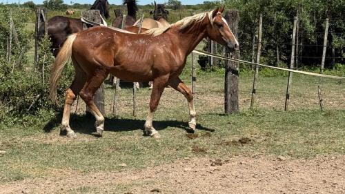 Potro alazan ruano cruza cuarto de milla de trabajo