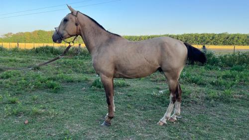 Caballo manso garantido para prender a andar a caballo