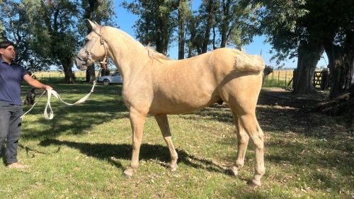 Caballo bayo ruano de espectacular físico