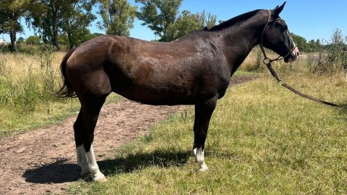 Yegua mansa picasa escuela