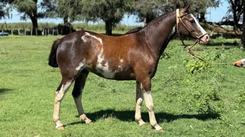 Caballo picazo overo manso de campo