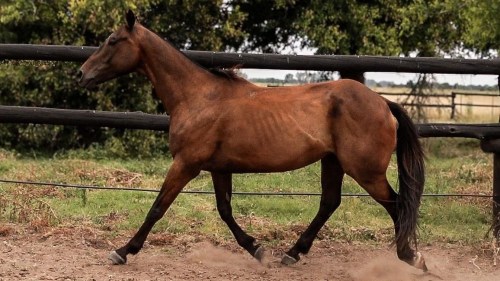 Caballo mestizo deportivo