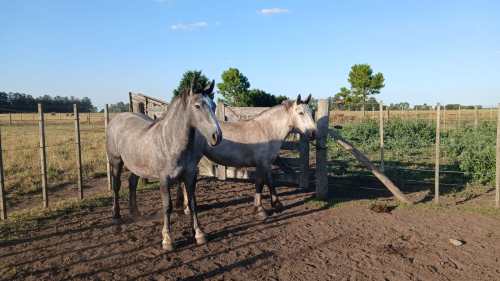 Yunta de potrancas tordillas cruza percheron