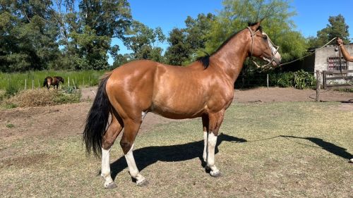 Criollo puro registrado “Mitata Zorzal” muy manso