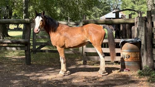 Potro Doradillo palenqueado de 2 años y medio